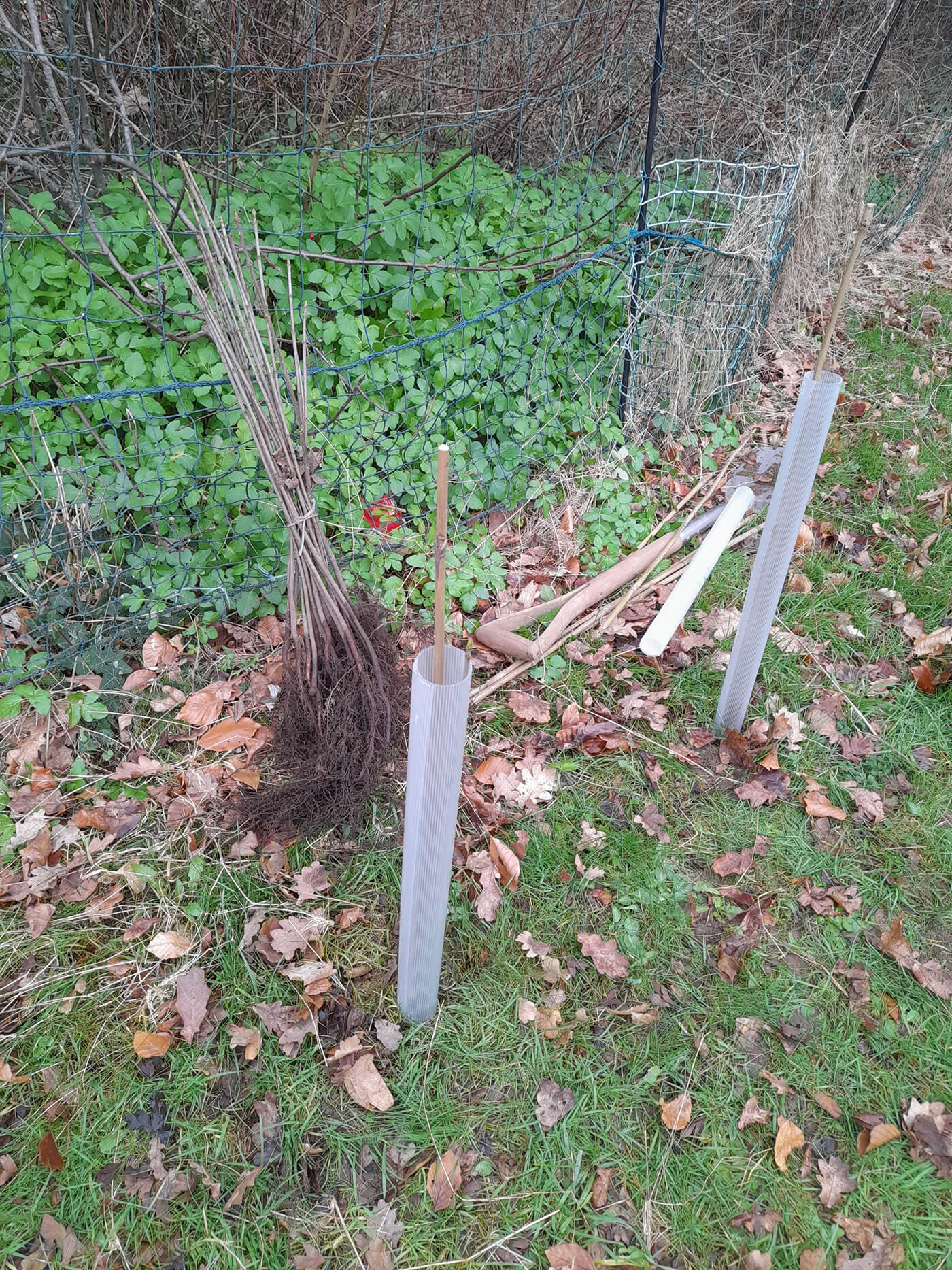 Winkworth Canterbury Trees in School